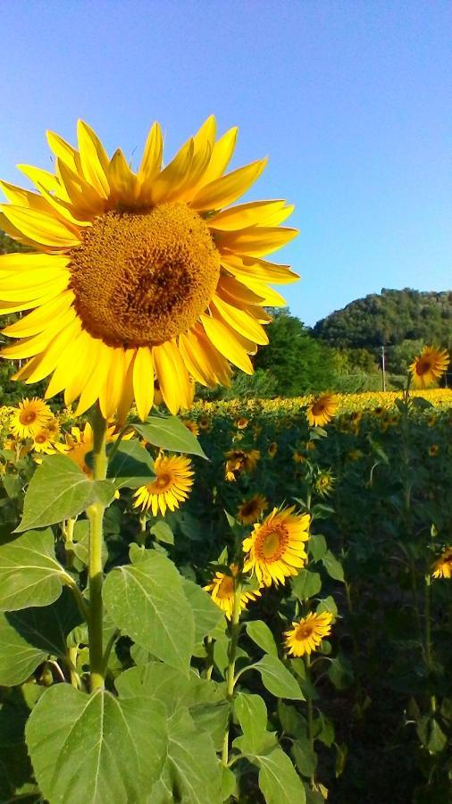 Podere Pian Dei Gelsi โวลแตร์รา ภายนอก รูปภาพ